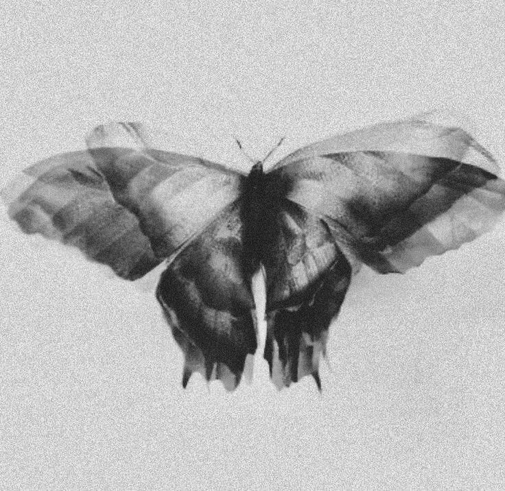 Black and white moth illustration